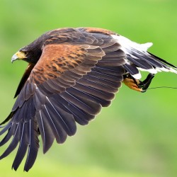 Birds of Prey Muckross