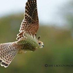 Falconry Aylesbury