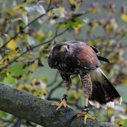 Birds of Prey Wisbech, Cambridgeshire
