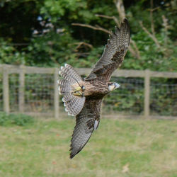 Falconry United Kingdom